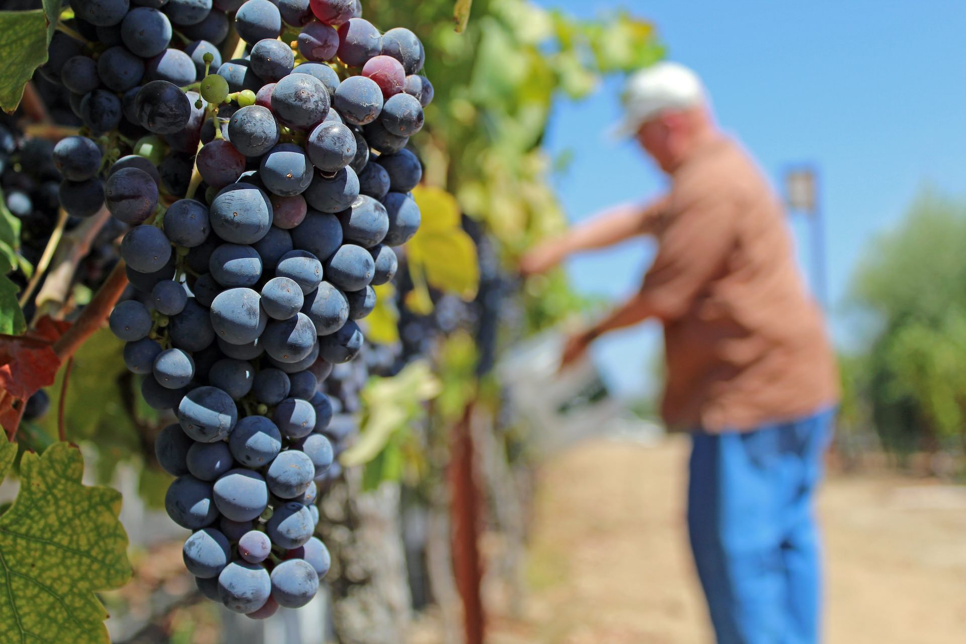 Picture collage of grapes, a wine glass, and a couple drinking wine together