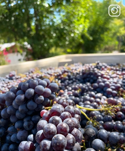 wine grapes